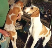 /album/trackingdogs/sp-2b-4-250x232-jpg/